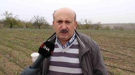 Malatya'da Safran Üretimi Artıyor