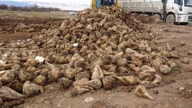 Malatya'da Şeker Pancarı Hasadı Yüzleri Güldürüyor