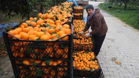 Mandalina Üreticileri Piyasa Fiyatından Dertli