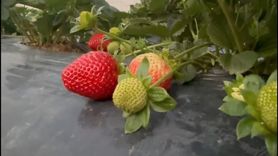 Mersin’de Kış Çilek Hasadı Devam Ediyor