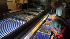 Osmaneli'de Zeytin Hasadı Sona Erdi, Verim Düşüklüğü Üreticiyi İleriye Taşıyor