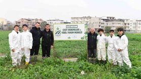 Osmangazi'de Doğal Pırasa Hasadı ile Sofralara Lezzet Katılıyor