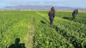 Salihli'de Kış Sebzeleri Kontrolleri Devam Ediyor