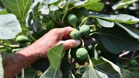 Samsun'da Tarımsal Desteklerle Üretim Artıyor