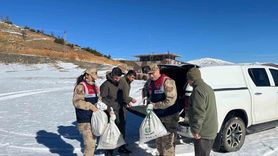 Siirt'te Yaban Hayvanlarına Yem Desteği