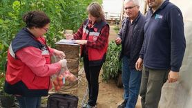 Simav'da Pestisit Denetimi ile Domates Kalitesi Artırılıyor