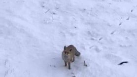 Soğuk Hava Yaban Hayatı Zorluyor: Diyadin'de Tilkiler Şehir Merkezine İndi