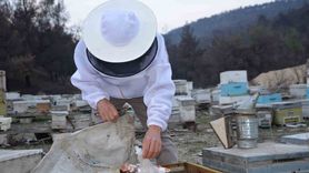 Türkiye'nin Arıcılık Sektöründe Yeni Bir Başarı Hikayesi
