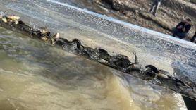 Türkiye'nin Su Kaynaklarına 83 Milyon Balık Takviyesi