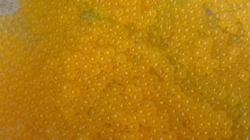 Van'da Alabalık Üretiminde Yeni Dönem Başladı