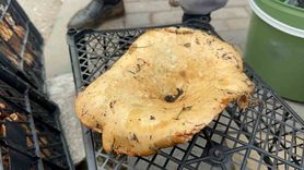 Yağmurlar Mantar Fiyatlarını Uçurdu: Kanlıca Mantarında Büyük Düşüş