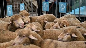 Bigadiç'te Damızlık Koç Dağıtımı ile Üreticilere Destek