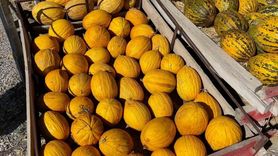 Denizli'nin Araştırmacı Kavuncu Dede'si Halit Tekin