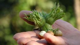 Düzce'nin Fındık İhracatı Geçen Yılın Gerisinde Kaldı