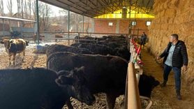 Kütahya'da Hayvan Kontrolleri Tamamlandı