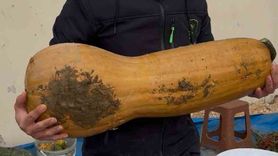 Osmangazi'de Doğal Yöntemlerle 30 Kilogramlık Kıbrıs Bal Kabağı Yetiştirildi