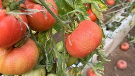 Simav'da Zirai Don Zararı Tespit Çalışmaları Başlatıldı