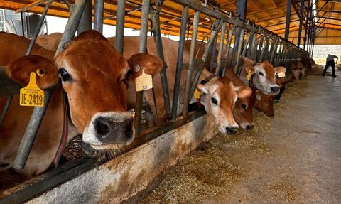 İzmir'den Konya'ya Yerli Boğa Sperması Gönderimi