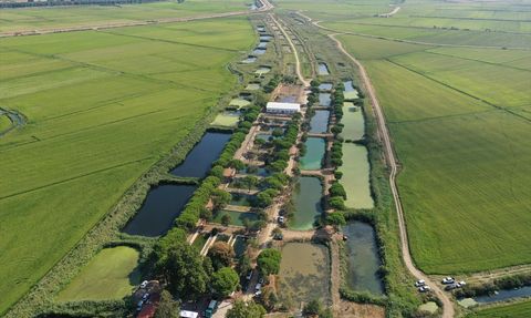 Edirne'de 10 Milyon Yavru Sazan Balığı Baraj ve Göletlere Bırakıldı