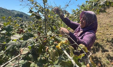 Giresun'da Fındık Hasadı Sezonu Başladı