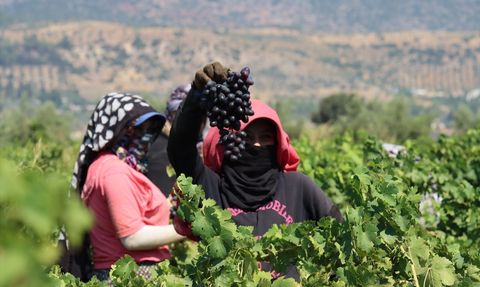 Hatay'da Üzüm Hasat Sezonu Başladı