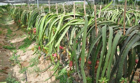 Mersin'de Ejder Meyvesi Hasadı Başladı