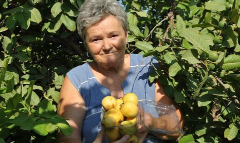 Mersin'de Guava Hasadı Başladı