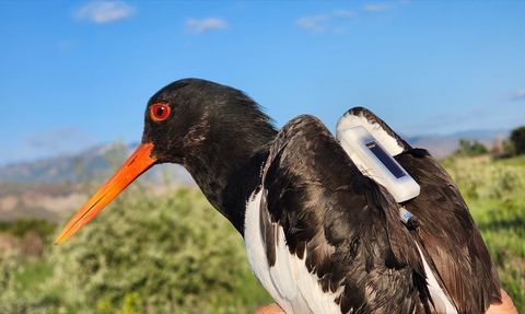 Poyraz Kuşu Kızıldeniz'e Ulaştı: 5 Günde 7 Bin 634 Kilometre