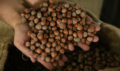 TMO Ordu'da 2024 Ürünü Fındık Alımına Başladı