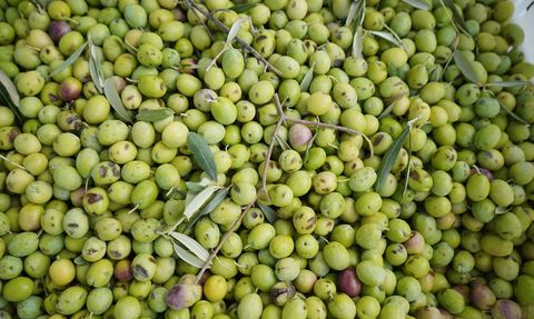 Ayvalık'ta Zeytin Hasadı Coşkusu Başladı