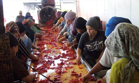 İslahiye Biberinin Salça Yolculuğu Başladı