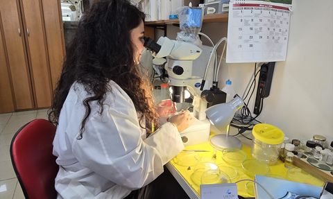 İzmir Körfezi'nde Oksijen Krizi: Midyeler de Etkilendi