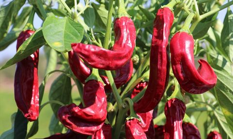 Kilis'te Kırmızı Biber Hasadı ve Kurutma Sezonu Başladı