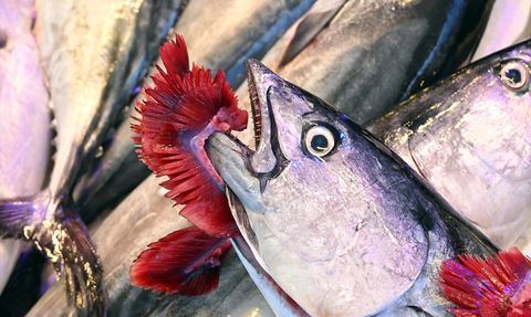 Trabzon'da Palamut Bolluğu Başladı: Balık Tezgahları Şenlendi
