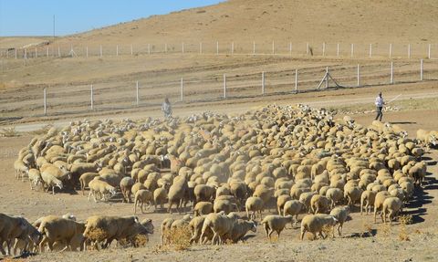 Anadolu Tarım İşletmesi'nde 2 Bin 500 Kuzu Doğumu Bekleniyor