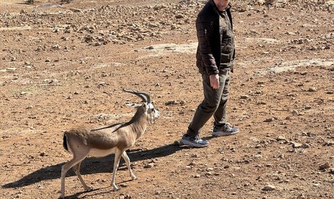 Cumali, Şanlıurfa'nın Ceylan Maskotu