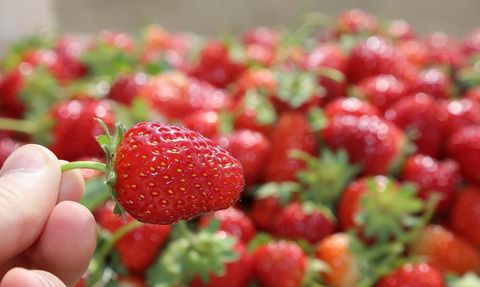 Ordu'da 2023 Çilek Üretimi