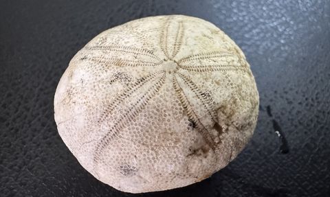 Adıyaman'da 85 Milyon Yıllık Deniz Kestanesi Fosili Keşfedildi