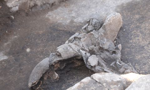 Karahantepe Kazılarında Leopar Kemikleri Bulundu