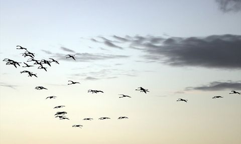 Muğla'nın Tuzla Sulak Alanı'nda Göçmen Kuş Yoğunluğu