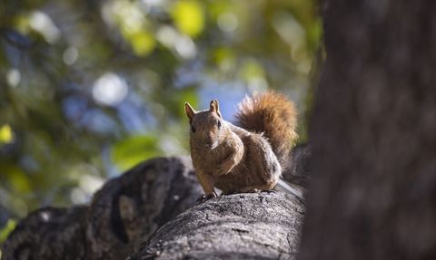 Munzur Vadisi'nin Sakinleri Sincaplar Kışa Hazırlanıyor