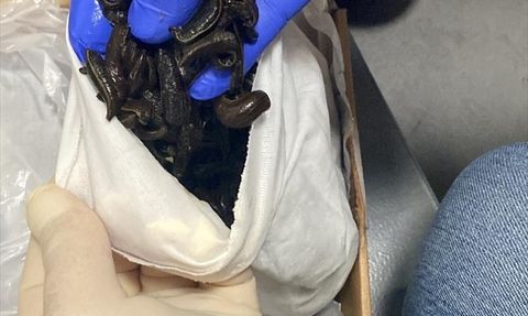 Tarım ve Orman Bakanlığı'ndan 5 Bin Tıbbi Sülük Operasyonu