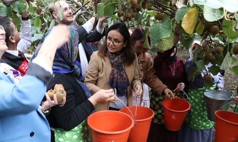 Yalova Kivisinde Hasat Dönemi Başladı
