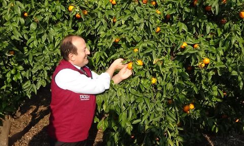 Mersin'de Yeni Mandalina ve Muz Türleri Geliştirildi