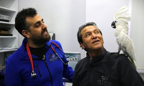 Ares: Dans Eden Papağan Veterinerlerin Yüzünü Güldürüyor