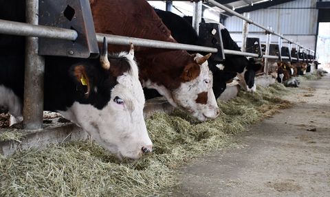 Bilecik'te Hibe Destekli Çiftlik Kurdu