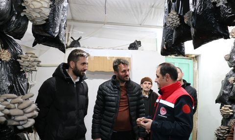 Erzincan'da İstiridye Mantarı Üretimi Başladı