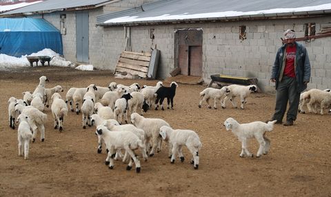 Erzincan'da Kuzu Doğumları İçin Besicilerin Nöbeti