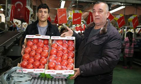 Kumluca ve Finike Domatesleri Dünyaya Açılıyor
