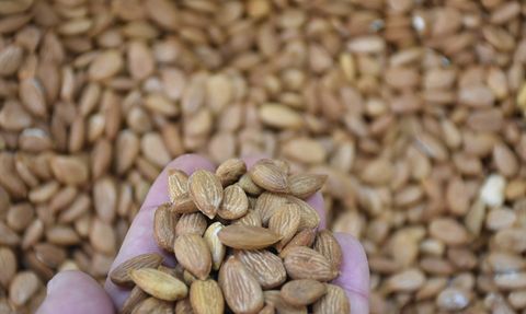 Malatya'da Kuru Kayısı İhracatında Çarpıcı Başarı